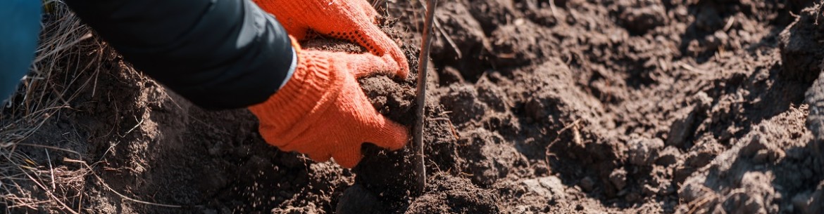 Comment acidifier le sol de votre jardin