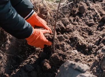 Comment acidifier le sol de votre jardin