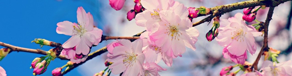 Planter un pommier en pleine terre au printemps : instructions étape par étape sur quand et comment planter les jeunes plants