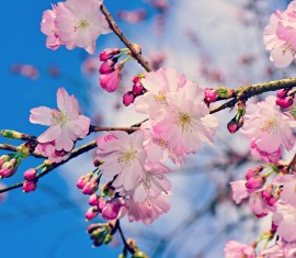 Planter un pommier en pleine terre au printemps : instructions étape par étape sur quand et comment planter les jeunes plants