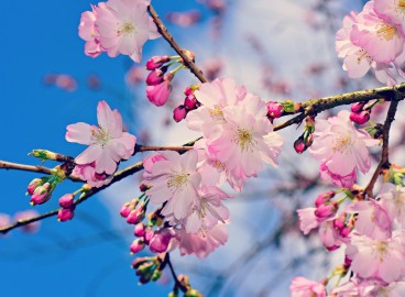 Planter un pommier en pleine terre au printemps : instructions étape par étape sur quand et comment planter les jeunes plants