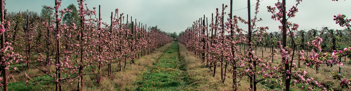 Tratamentul grădinii cu uree: reguli pentru pulverizarea copacilor și arbuștilor primăvara pentru nutriție și combaterea dăunătorilor