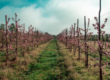 Traitement du jardin à l'urée : règles pour la pulvérisation des arbres et arbustes au printemps à des fins de nutrition et de lutte antiparasitaire
