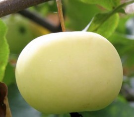 Pommier Yunga : caractéristiques de la variété et entretien