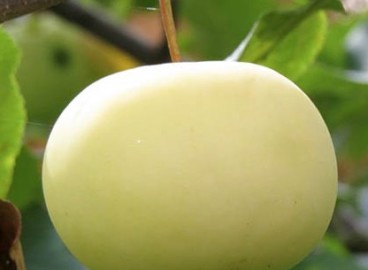 Pommier Yunga : caractéristiques de la variété et entretien