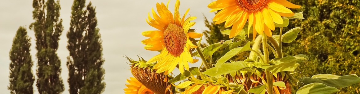 Compatibilité des plantes au jardin et au potager : règles importantes