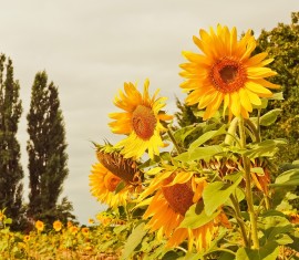 Compatibilité des plantes au jardin et au potager : règles importantes