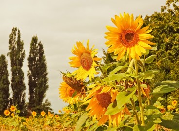 Compatibilité des plantes au jardin et au potager : règles importantes