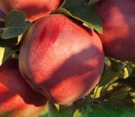 Pommier Red Chief : Variété et conseils d’entretien