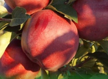 Pommier Red Chief : Variété et conseils d’entretien