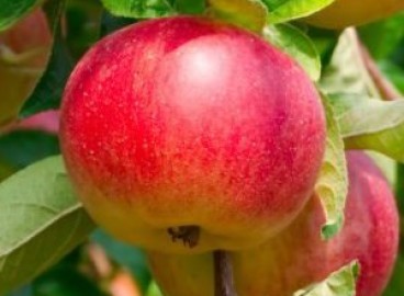 Pommier Bellefleur Bashkir : caractéristiques de la variété et entretien