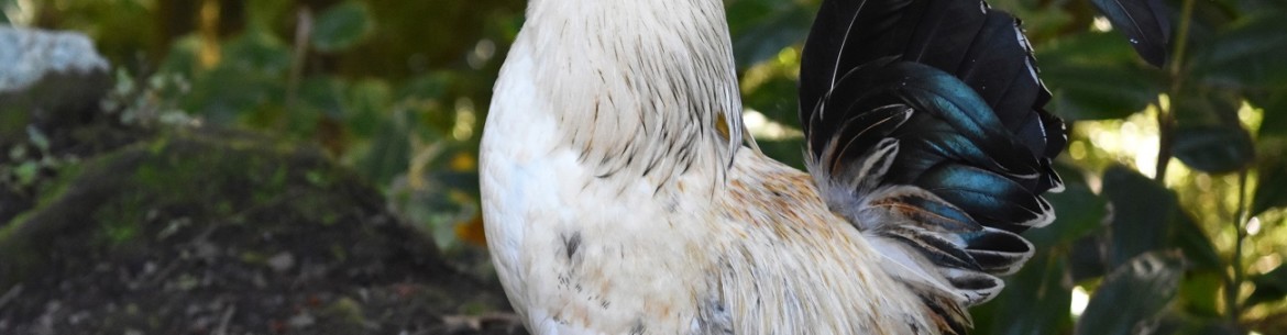 Engrais à base de fumier de poulet : quelles cultures en ont besoin et comment l’utiliser correctement