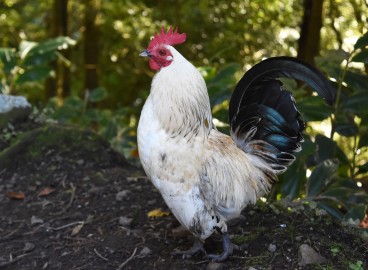 Engrais à base de fumier de poulet : quelles cultures en ont besoin et comment l’utiliser correctement
