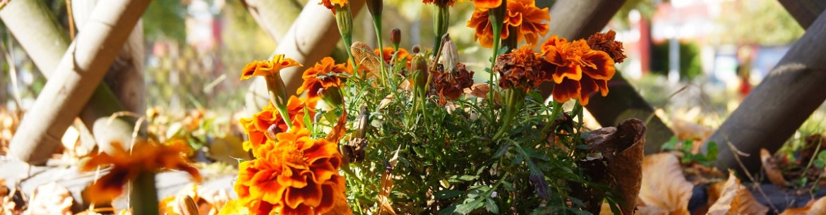 Quelles fleurs fleurissent en automne : choisir les meilleures espèces pour votre jardin