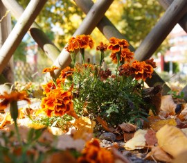 Quelles fleurs fleurissent en automne : choisir les meilleures espèces pour votre jardin