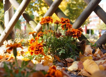 Quelles fleurs fleurissent en automne : choisir les meilleures espèces pour votre jardin