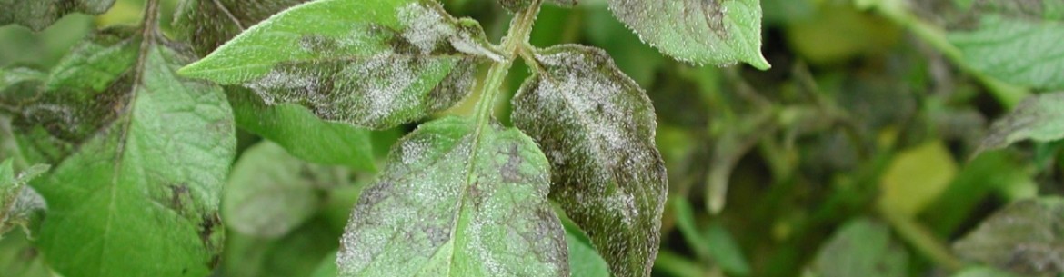 Le mildiou des plantes : comment traiter les arbres et les arbustes contre le mildiou