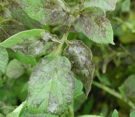 Le mildiou des plantes : comment traiter les arbres et les arbustes contre le mildiou