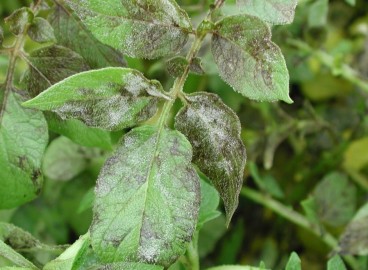 Le mildiou des plantes : comment traiter les arbres et les arbustes contre le mildiou