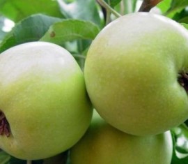 Pommier Chudnoe : caractéristiques de la variété et entretien