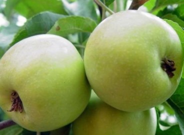 Pommier Chudnoe : caractéristiques de la variété et entretien