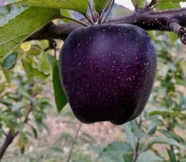 Pommier Black Diamond : caractéristiques de la variété et entretien