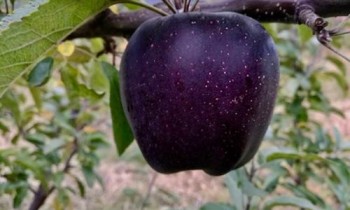 Pommier Black Diamond : caractéristiques de la variété et entretien