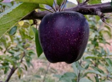 Pommier Black Diamond : caractéristiques de la variété et entretien