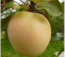 Pommier Bryanskoye Zolotistoe : caractéristiques de la variété et entretien