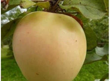 Pommier Bryanskoye Zolotistoe : caractéristiques de la variété et entretien