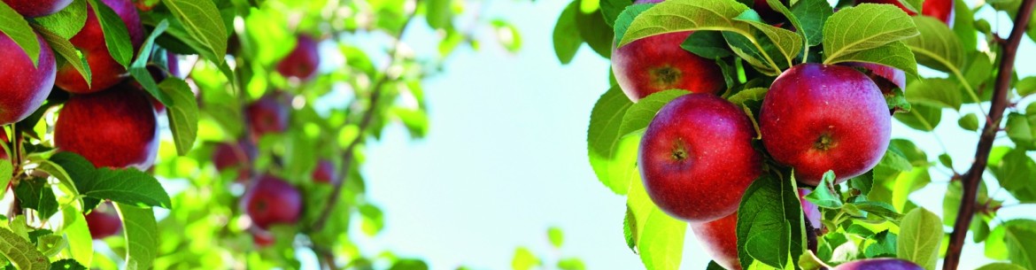 Greffage d'un pommier à la perceuse : instructions étape par étape et conseils pour améliorer le résultat