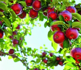 Greffage d'un pommier à la perceuse : instructions étape par étape et conseils pour améliorer le résultat