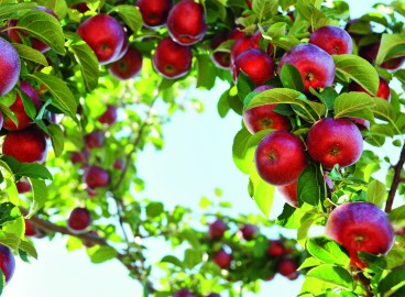 Greffage d'un pommier à la perceuse : instructions étape par étape et conseils pour améliorer le résultat