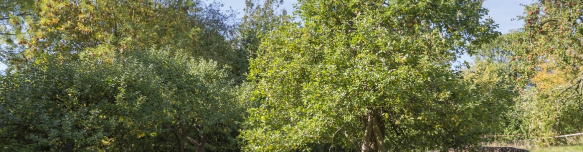 Que faire si votre pommier ne porte pas de fruits et pourquoi cela se produit-il ?