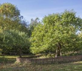 Que faire si votre pommier ne porte pas de fruits et pourquoi cela se produit-il ?