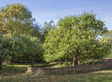 Que faire si votre pommier ne porte pas de fruits et pourquoi cela se produit-il ?