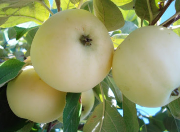 Pommier Papirovka : caractéristiques de la variété et entretien