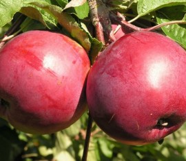 Pommier doux biélorusse : variété et conseils d’entretien