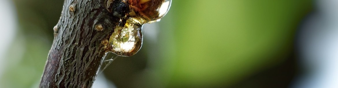 Maladies des gencives chez les arbres fruitiers : mesures de traitement et de prévention