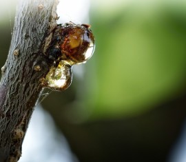Maladies des gencives chez les arbres fruitiers : mesures de traitement et de prévention