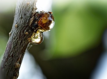 Maladies des gencives chez les arbres fruitiers : mesures de traitement et de prévention
