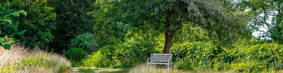 Rajeunissement des pommiers pour des rendements élevés : règles de la taille de rajeunissement pour les débutants