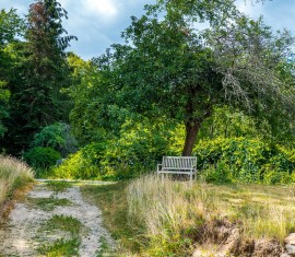 Rajeunissement des pommiers pour des rendements élevés : règles de la taille de rajeunissement pour les débutants