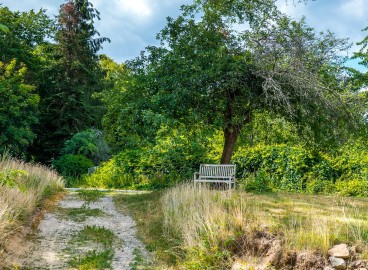 Rajeunissement des pommiers pour des rendements élevés : règles de la taille de rajeunissement pour les débutants
