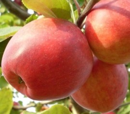 Pommier Dreamer : caractéristiques de la variété et entretien