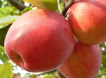 Pommier Dreamer : caractéristiques de la variété et entretien