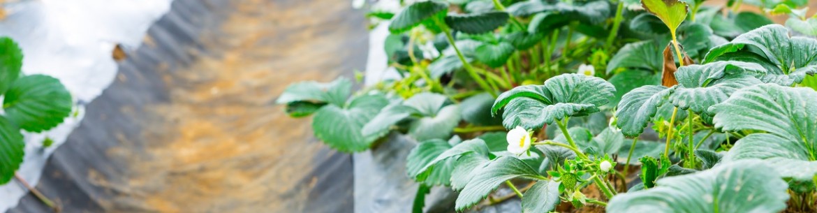 Géotextiles pour la lutte contre les adventices : comment choisir le bon et l’utiliser plus efficacement