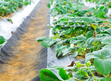 Géotextiles pour la lutte contre les adventices : comment choisir le bon et l’utiliser plus efficacement