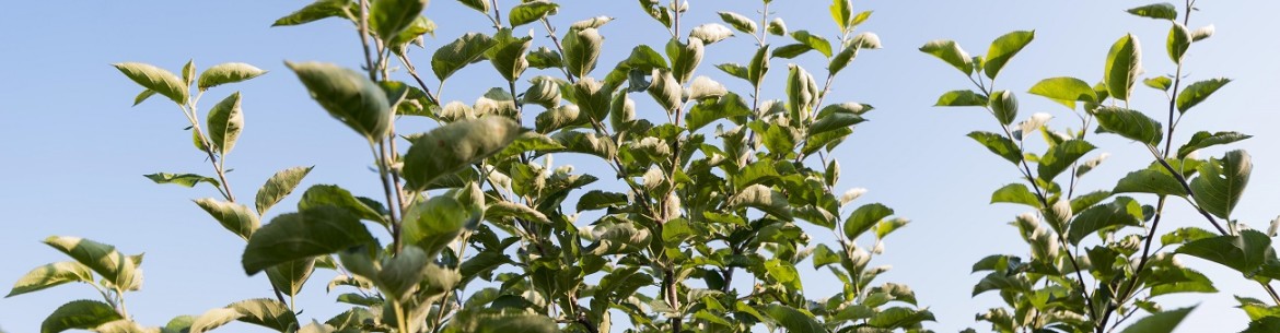 Pourquoi les pommiers ont-ils des feuilles ondulées ?
