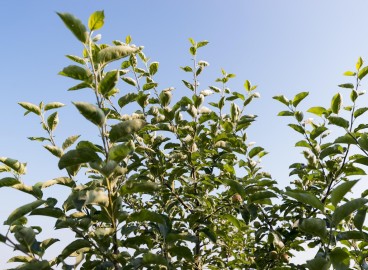 Pourquoi les pommiers ont-ils des feuilles ondulées ?